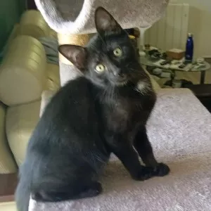 Grosminet