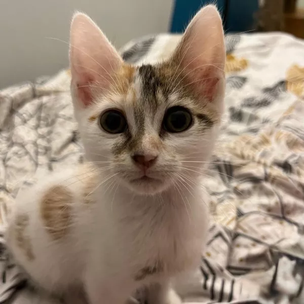 Ava