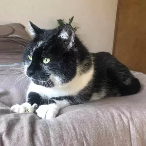 Félix