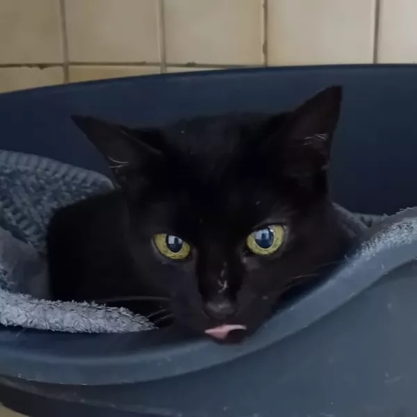 Mimie