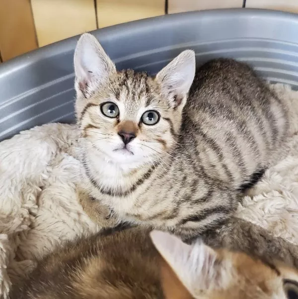 Tigrou