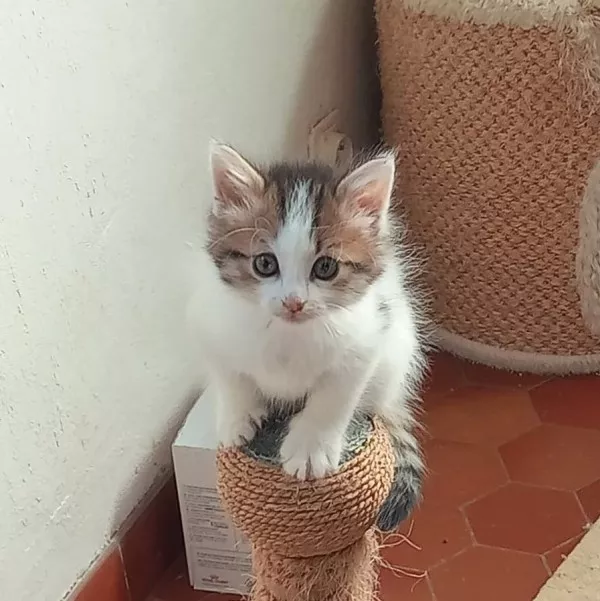 Tchikita