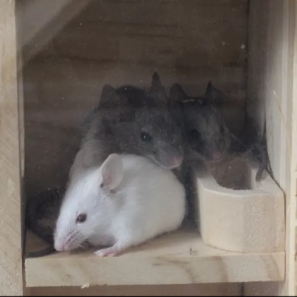 Souris