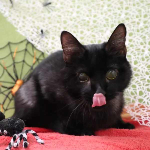 Miracle - Adoption Coup De Pouce