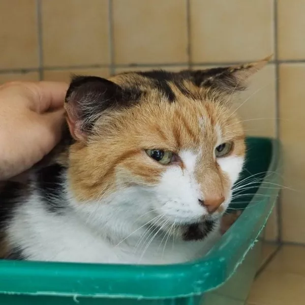 Kiki