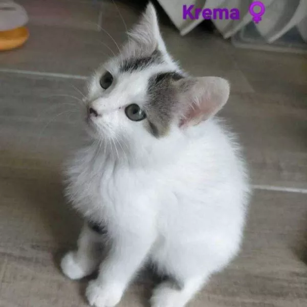 Krema