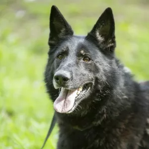 Naya