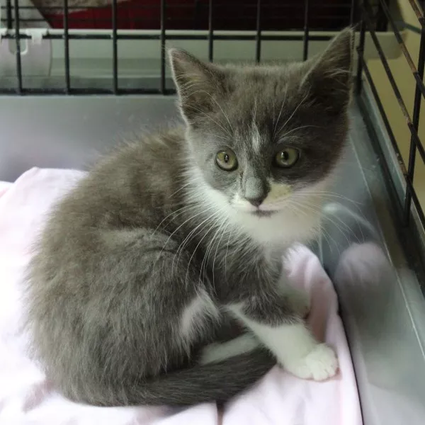 Maia
