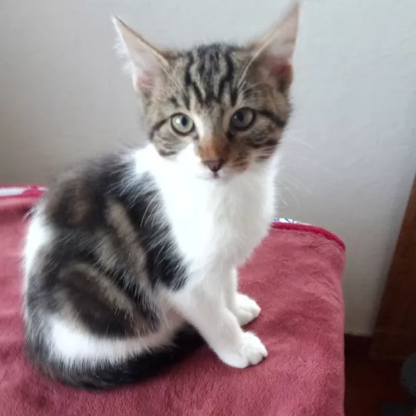Vito