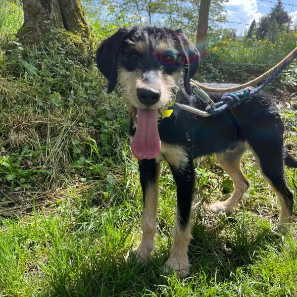 Timéco