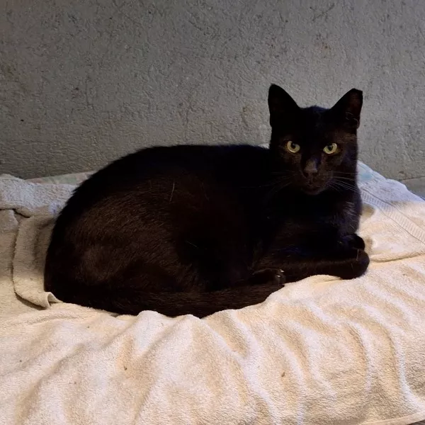 Ninja