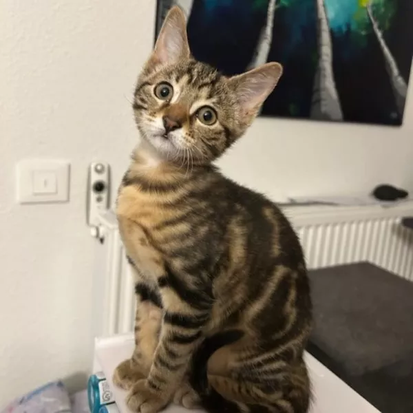 Molki