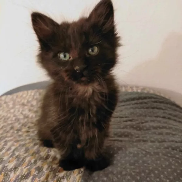 Zorro